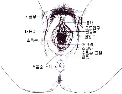 여성의 오르가즘을 알려주마~!! (1) 이미지 #2